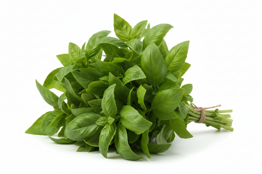 Basilic